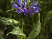 Centaurea montana 3, Bergcentaurie, Saxifraga-Marijke Verhagen