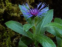 Centaurea montana 32, Bergcentaurie, Saxifraga-Ed Stikvoort