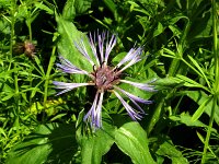 Centaurea montana 36, Bergcentaurie, Saxifraga-Hans Grotenhuis