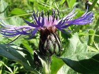 Centaurea montana 38, Bergcentaurie, Saxifraga-Hans Grotenhuis