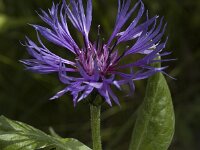 Centaurea montana 4, Bergcentaurie, Saxifraga-Marijke Verhagen