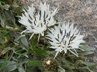 Centaurea napuligera