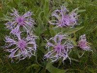 Centaurea nervosa ssp nervosa 2, Saxifraga-Willem van Kruijsbergen