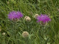Centaurea nervosa ssp nervosa 4, Saxifraga-Willem van Kruijsbergen