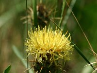 Centaurea nicaensis
