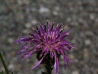 Centaurea nigrescens, Black-rayed Knapweed