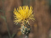 Centaurea ornata