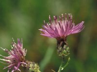Centaurea paniculata, Jersey Knapweed