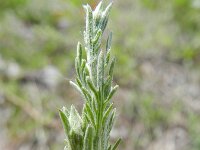 Centaurea paniculata 2, Saxifraga-Rutger Barendse