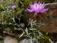 Centaurea paniculata 6, Saxifraga-Ed Stikvoort