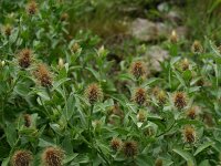 Centaurea pectinata