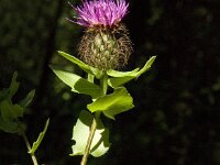 Centaurea pectinata 4, Saxifraga-Jan van der Straaten