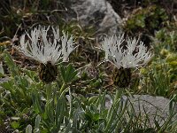 Centaurea pindicola