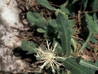 Centaurea pindicola 4, Saxifraga-Jan van der Straaten