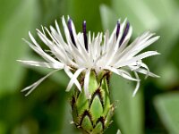 Centaurea pindicola 6, Saxifraga-Sonja Bouwman  Centaurea pindicola - Asteraceae familie