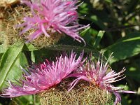 Centaurea pseudophrygia