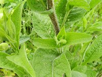 Centaurea pseudophrygia 2, Saxifraga-Rutger Barendse