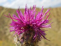 Centaurea pseudoscabiosa