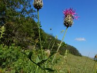 Centaurea pseudoscabiosa 3, Saxifraga-Ed Stikvoort
