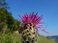Centaurea pseudoscabiosa 4, Saxifraga-Ed Stikvoort