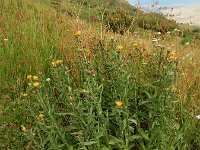 Centaurea pterocaula