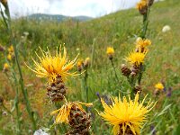 Centaurea pterocaula 3, Saxifraga-Ed Stikvoort