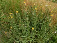 Centaurea pterocaula 4, Saxifraga-Ed Stikvoort