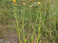 Centaurea pterocaula 5, Saxifraga-Ed Stikvoort