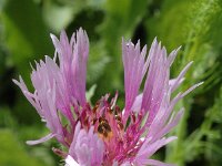 Centaurea pullata