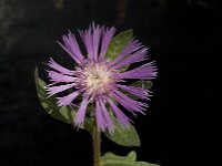 Centaurea pullata 10, Saxifraga-Willem van Kruijsbergen