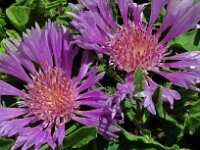 Centaurea pullata 31, Saxifraga-Hans Grotenhuis
