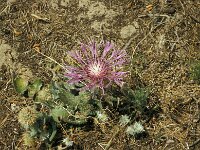 Centaurea pullata 6, Saxifraga-Jan van der Straaten