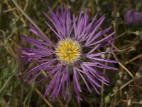 Centaurea pullata 7, Saxifraga-Willem van Kruijsbergen