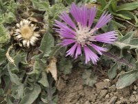 Centaurea pullata ssp pullata 11, Saxifraga-Jan van der Straaten
