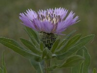 Centaurea pullata ssp pullata 15, Saxifraga-Willem van Kruijsbergen