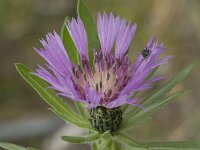 Centaurea pullata ssp pullata 17, Saxifraga-Jan van der Straaten