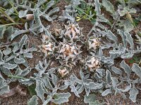 Centaurea pumilo