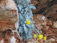 Centaurea ragusina