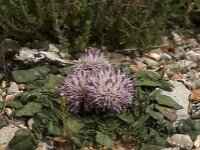 Centaurea raphanina