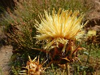 Centaurea reflexa ssp sosnovskyi 3, Saxifraga-Ed Stikvoort