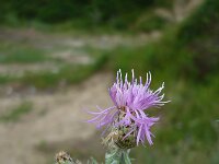Centaurea rhenana