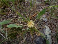 Centaurea rhizanthoides