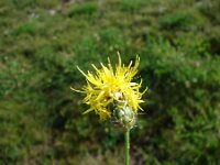 Centaurea rupestris