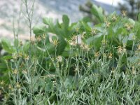 Centaurea salonitana