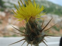 Centaurea salonitana 2, Saxifraga-Jasenka Topic