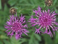 Centaurea scabiosa, Graeter Knapweed