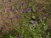 Centaurea scabiosa 12, Grote centaurie, Saxifraga-Jan van der Straaten