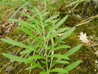 Centaurea scabiosa 15, Grote centaurie, Saxifraga-Rutger Barendse