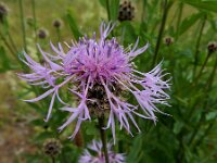 Centaurea scabiosa 24, Grote centaurie, Saxifraga-Ed Stikvoort