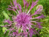 Centaurea scabiosa 27, Grote centaurie, Saxifraga-Hans Grotenhuis
